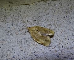 Choristoneura fractivittana