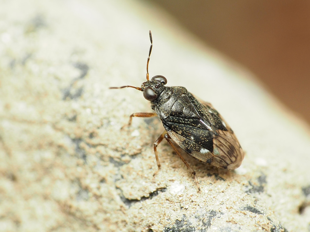 Shore bug