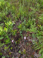 Cleistesiopsis divaricata