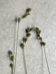 Carex festucacea
