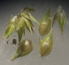 Carex festucacea