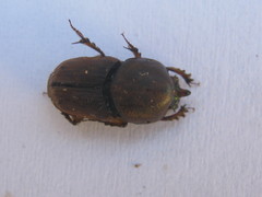 Euoniticellus intermedius
