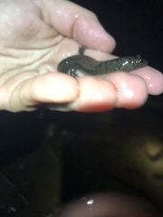 Desmognathus kanawha
