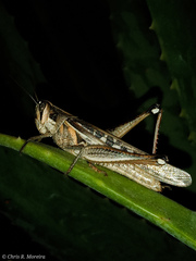 Schistocerca subspurcata