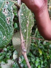 Psychotria macrochlamys image