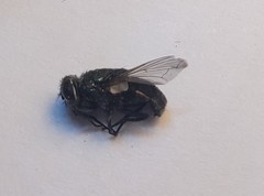 Diptera