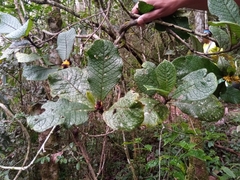 Psychotria macrochlamys image