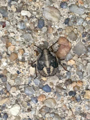 Hymenarcys nervosa