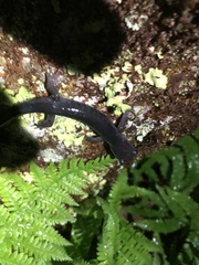 Plethodon montanus
