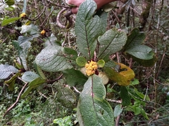 Psychotria macrochlamys image