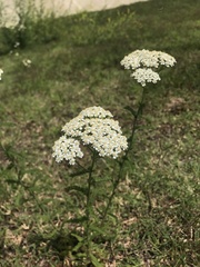 Achillea