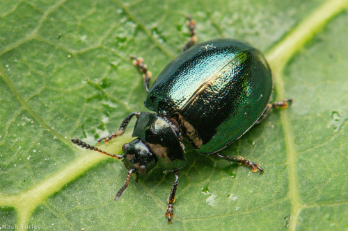 Willow Leaf Beetle photo 4