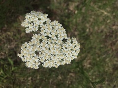 Achillea