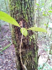 Chrysophyllum