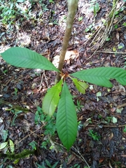 Chrysophyllum