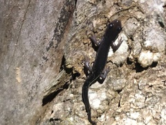 Plethodon montanus