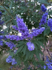 Vitex agnus-castus