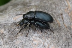 Centronopus calcaratus