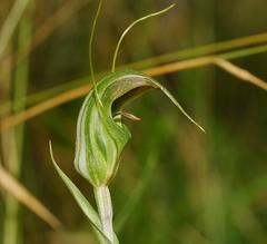Pterostylis decurva