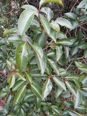 Ligustrum lucidum