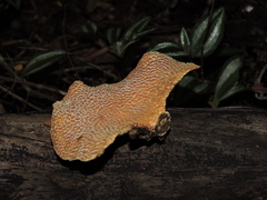 Pseudofavolus cucullatus