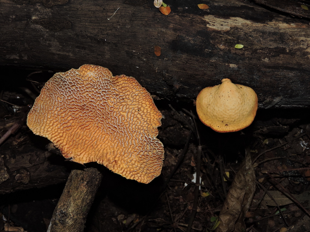 Pseudofavolus cucullatus