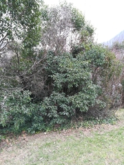 Ligustrum lucidum