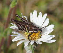 Monistria concinna