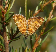Chrysolarentia chrysocyma