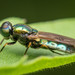 Broad Centurion Fly - Photo (c) Nash Turley, some rights reserved (CC BY-NC), uploaded by Nash Turley