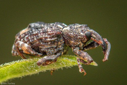 Plum Curculio photo 4