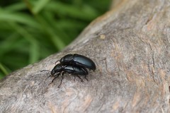Centronopus calcaratus