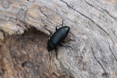 Centronopus calcaratus