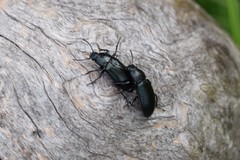 Centronopus calcaratus