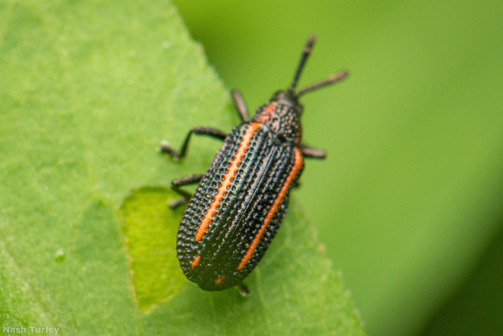 Microrhopala xerene