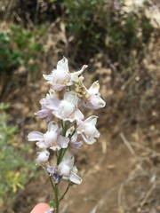 Delphinium hansenii