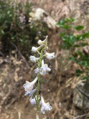 Delphinium hansenii