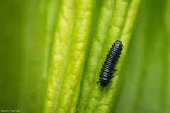 Microrhopala vittata