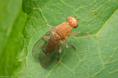 Suillia longipennis