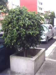 Ficus benjamina