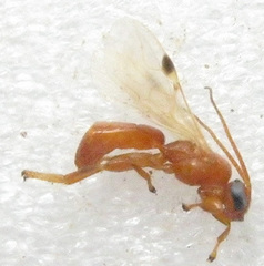 Rogadinae