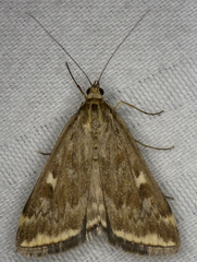 Loxostege munroealis