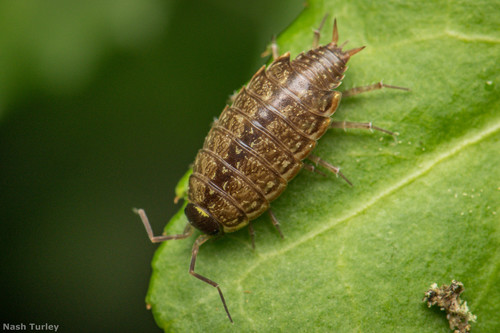 Common Striped Woodlouse, photo 4 of 9