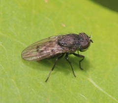 Paralimna punctipennis