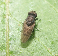 Paralimna punctipennis