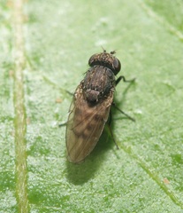 Paralimna punctipennis