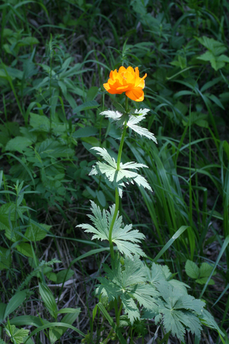 Trollius asiaticus (Trollius asiaticus)