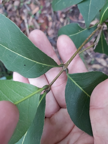 Image of Notelaea venosa by (c) Tim, some rights reserved (CC BY)