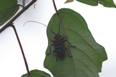 Sternotomis amabilis