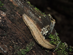Meghimatium pictum